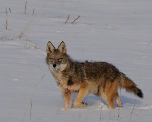 coyote