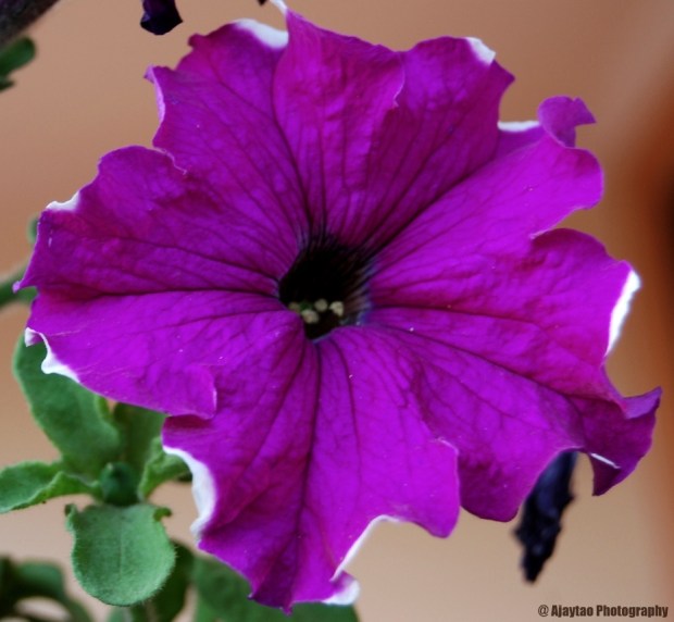 Purple beauty - Ajaytao