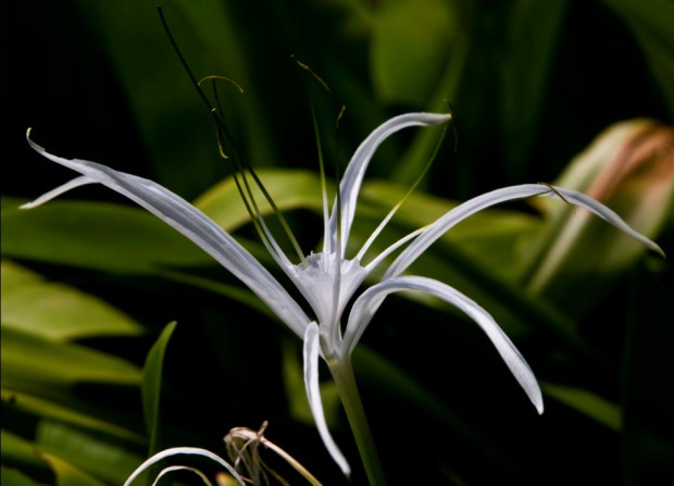 Beach spider lily - Ajaytao