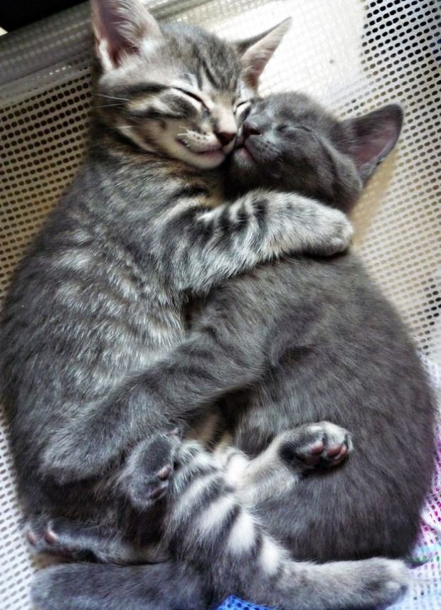 hugging-kitties