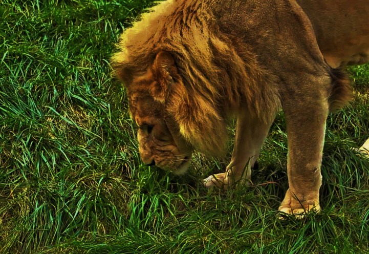 lion youtubecom kolkata zoo