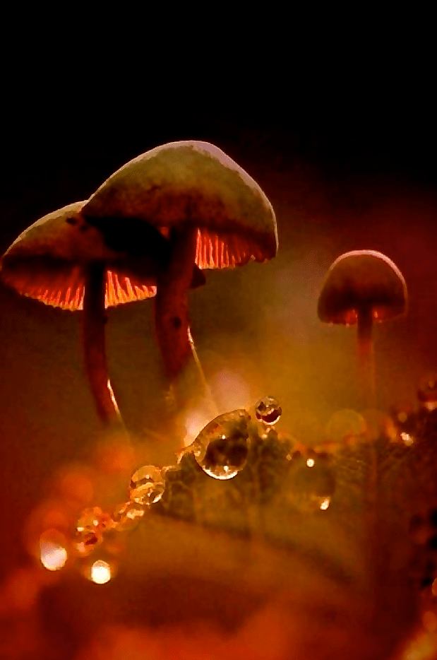 Screen Shot 2017-01-01 at 2.37.52 PM.png