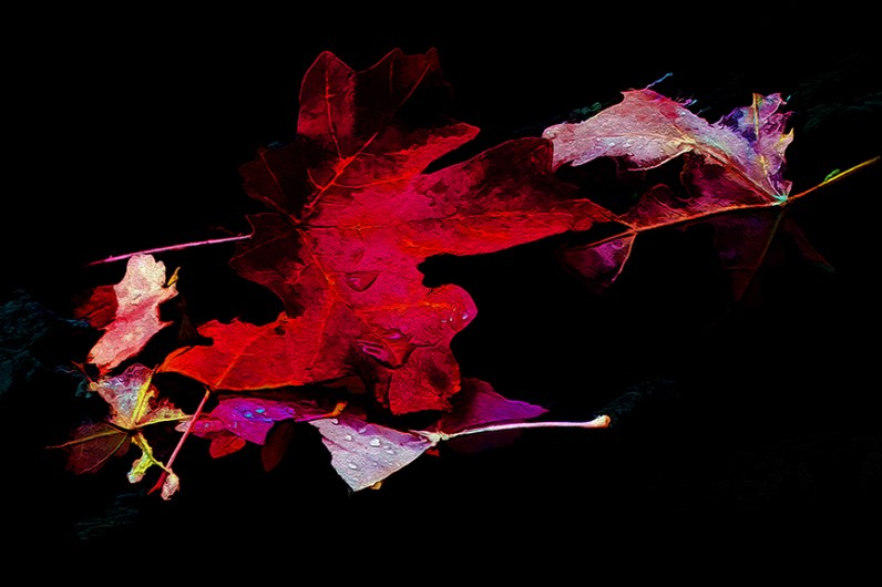 fall-leaves-art-blog