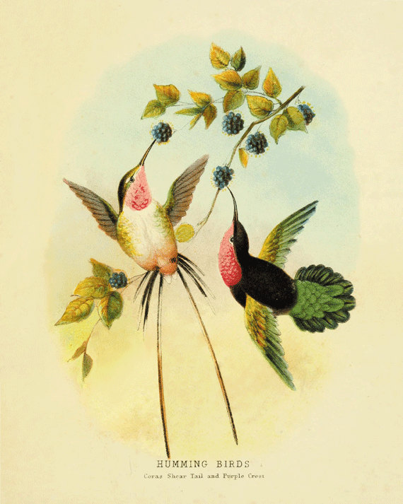 THE SPEAKING HUMMINGBIRDS