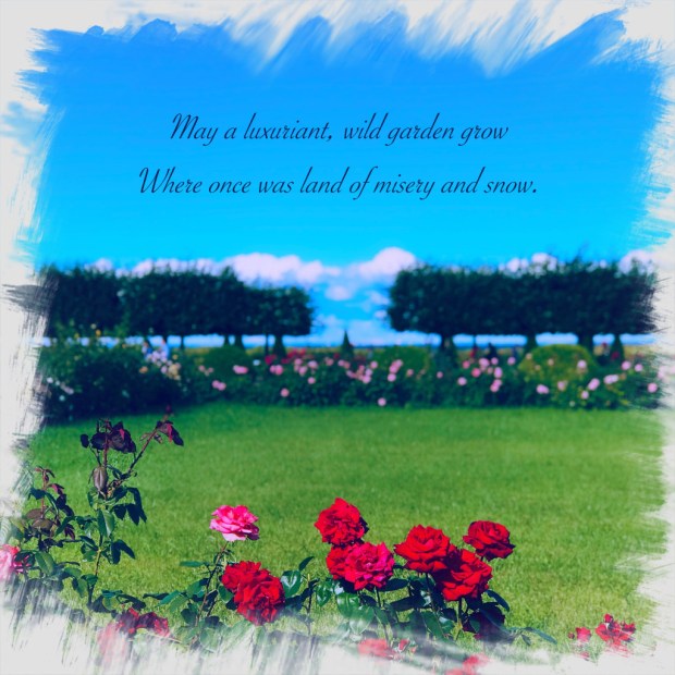 Roses blooming in the Peterhof Gardens, surrounded by greenery.