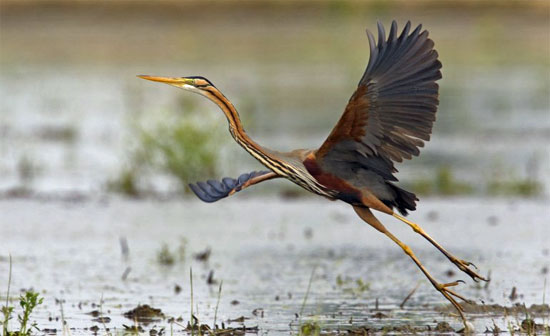 Airone-spicca-volo